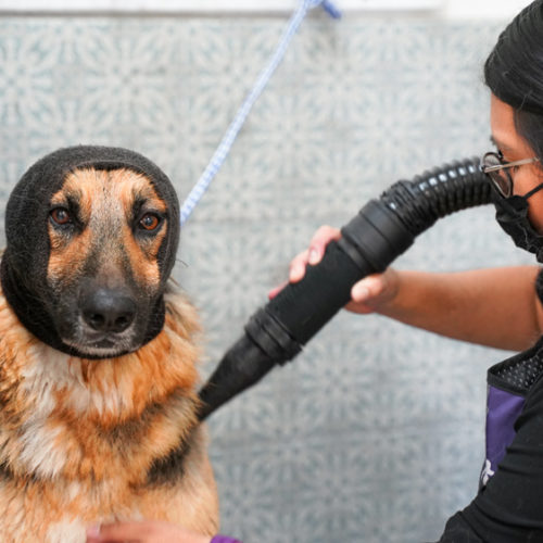 Modern-pooch-dog-grooming